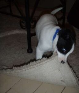 dog chewing rug LabradingerJaccaChewingRugPuppyDog9Weeks