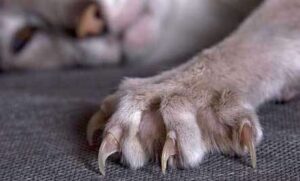 Cat Stratching Area Rug Cat Stratching Area Rug